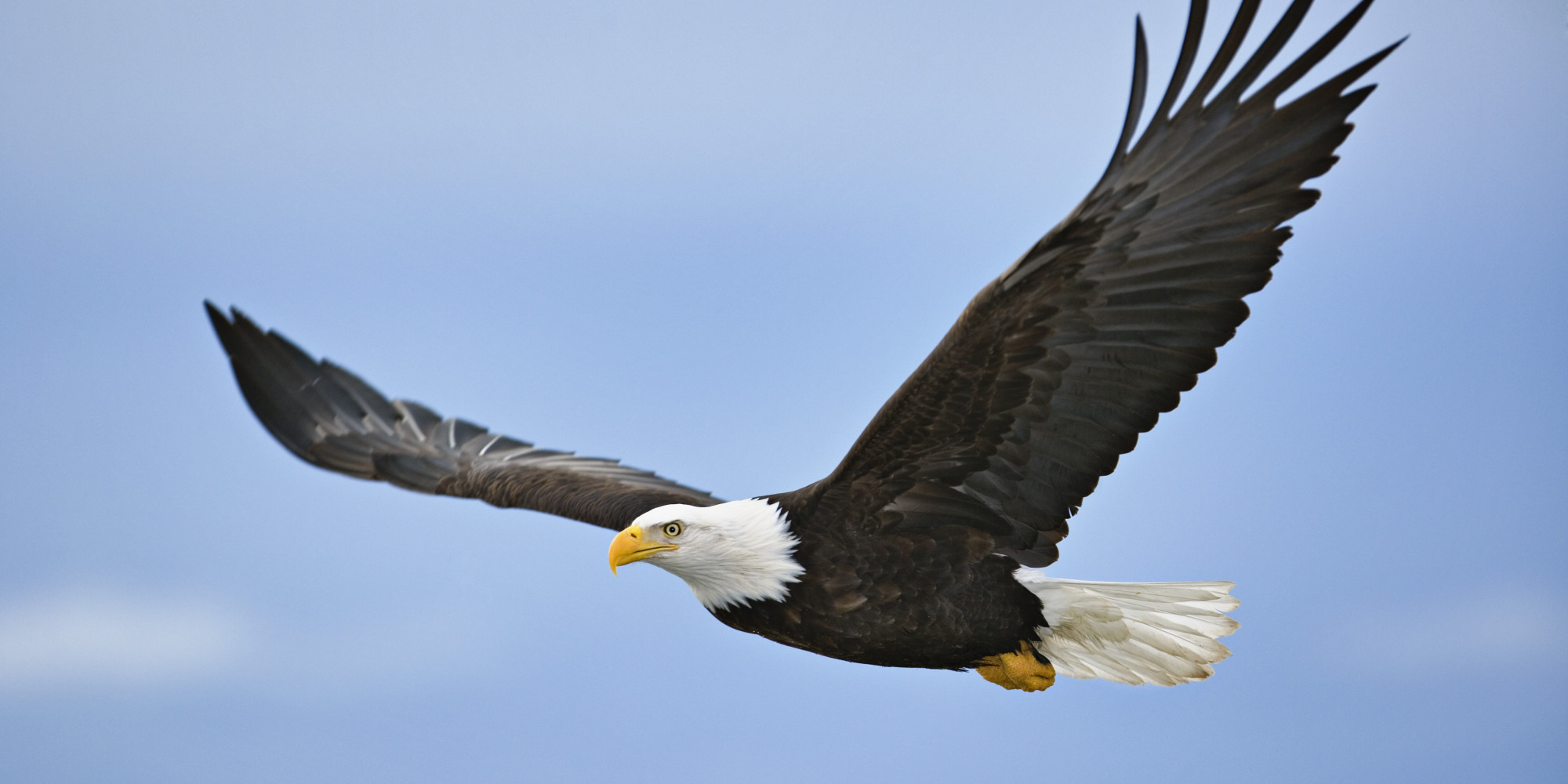 Bald Eagle Persuasion By Bill Hopkins | bookbrowsing